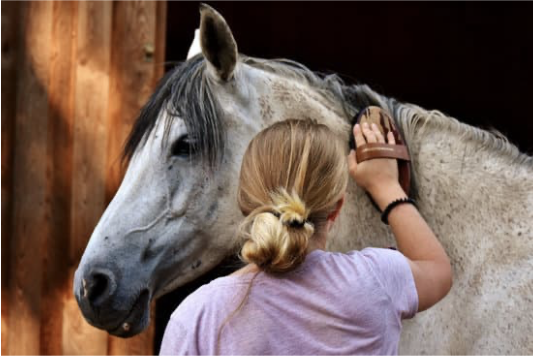 morsure de tique cheval